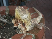 side profile male Aussy