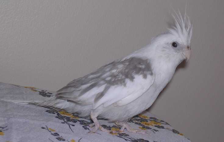 Sergio