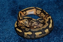 pied/ringer fire