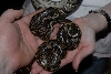 baby morph 1