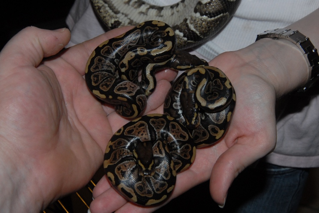 baby morph 1