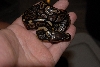 baby morph 2