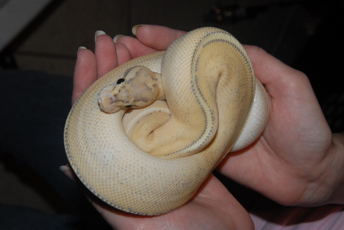 delilah2