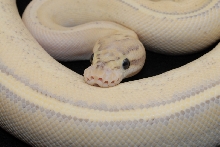 pastelpuna33
