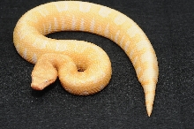 albino viper