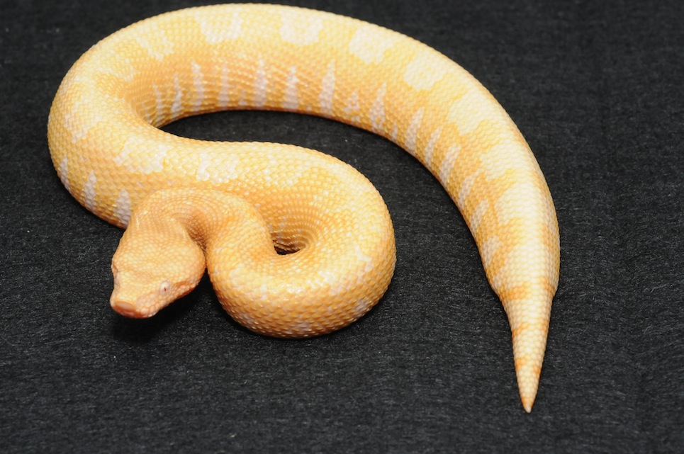 albino viper