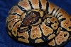 baby jester new