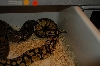 breeding2