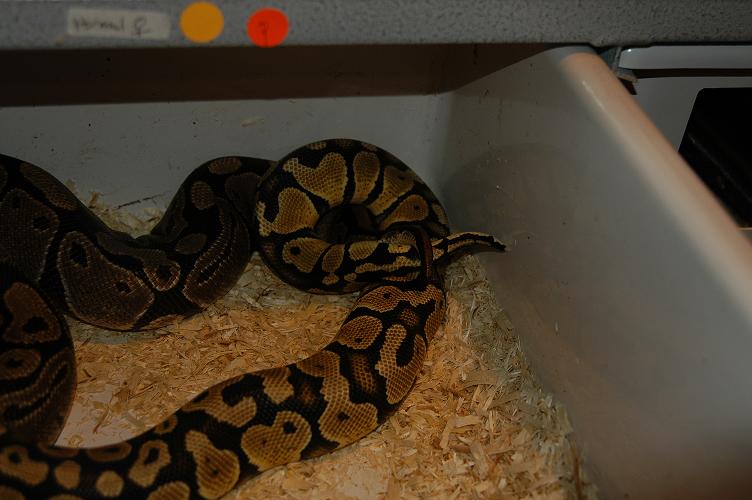 breeding2