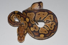 caramel wc