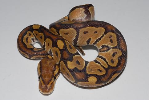 caramel wc