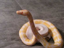 COBRA BALL