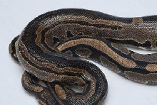tri stripe