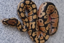 jester 2