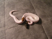 MY NEW PIED