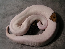 pied