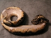 pied male