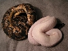 pied pair
