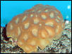 Saltwater - Austin Aquariums