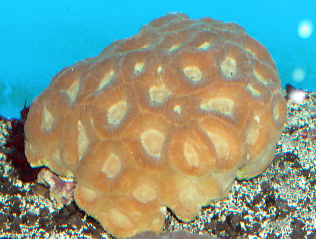 Saltwater - Austin Aquariums