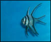 Saltwater - Austin Aquariums