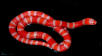 Albino Tangerine Honduran Milksnake