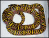Mandarin /Breeder