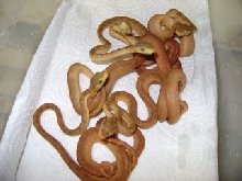 baby amazons
