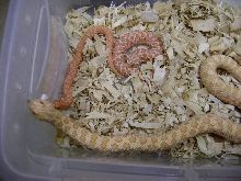 Western Hognose