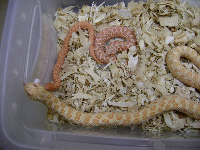 Western Hognose
