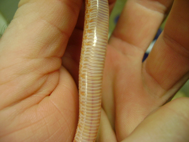 pink belly shot