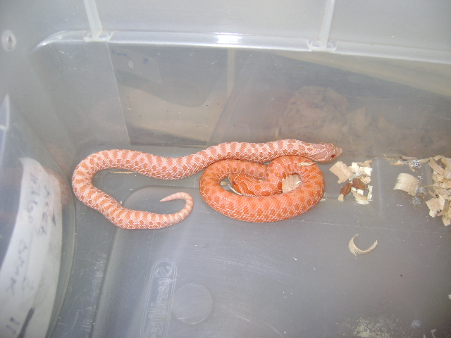 pink hypo
