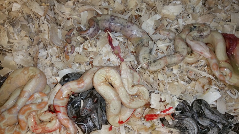 babyboas
