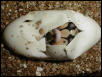 pastel hatching