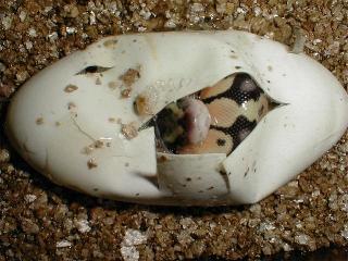 pastel hatching