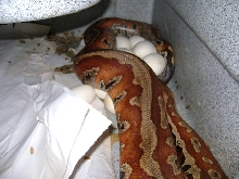 Blood Python laying