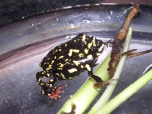 Breeding pair of M. stelzneri