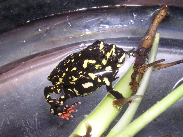 Breeding pair of M. stelzneri