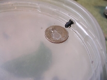 CB Melanophryniscus stezneri
