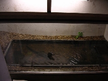 Dwarf   tank