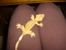 My Roxas
