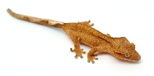 My Crestie