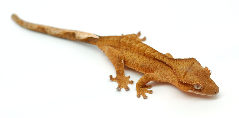 My Crestie