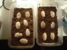 NICE CLUTCH OF RHINO EGGS