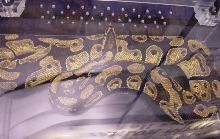 camlon jungle male