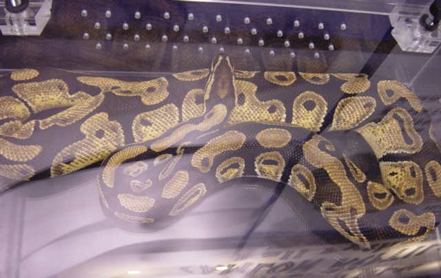 camlon jungle male