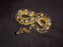 orange male