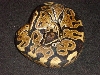 jungle male