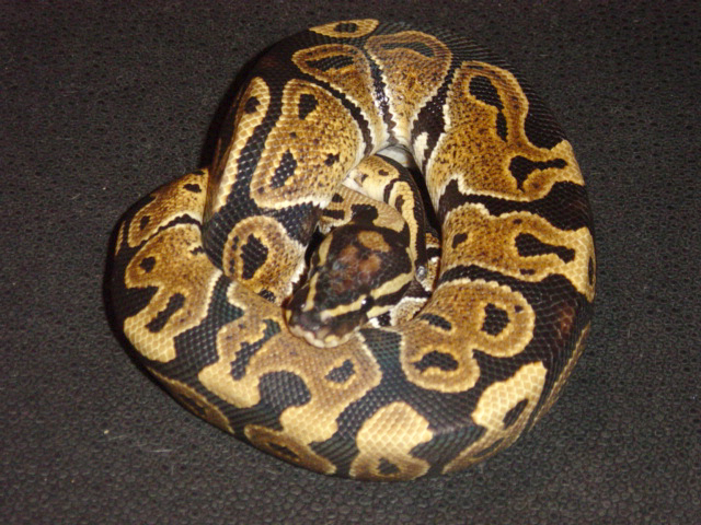 jungle male