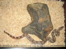 hypo female